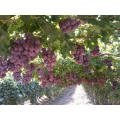 Size Chinese red globe grapes Fresh Style fresh grapes for sale